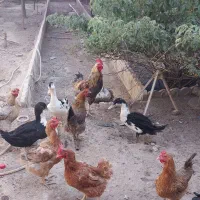 اردک