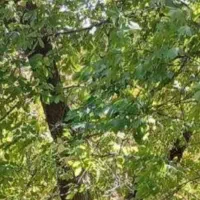 فروش چوب درخت گردو|خدمات باغبانی و درختکاری|بوکان, |دیوار