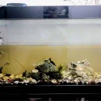 آکواریم|ماهی|اندیشه, اندیشه فاز ۱|دیوار