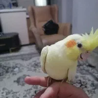 سه عدد عروس هلندی سرحال دو ماده یکی نر