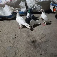 کبوتر طوقی سیاه و ابلغ سیاه
