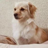 سگ گم شده|سگ|ورامین, ورامین|دیوار