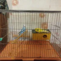 جفت مرغ عشق|پرنده|فردیس, شهرک ۱۱۰|دیوار