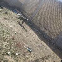 ۴عددبز|حیوانات مزرعه|داراب, |دیوار