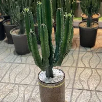 افوربیا اینجنس ممتاز|گل و گیاه طبیعی|مشکین‌دشت, |دیوار