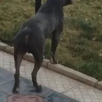 واگذاری یک قلاده سگ بیتپول|سگ|رودهن, |دیوار