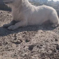 سگ شیتزو|سگ|قزوین, |دیوار