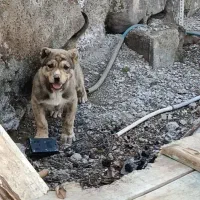 واگذاری سگ سرابی نر