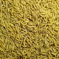 تخم جو هاشمی سورتینگ شده درجه یک