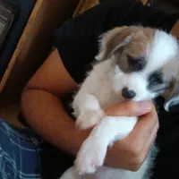 سگ تریر پا کوتا