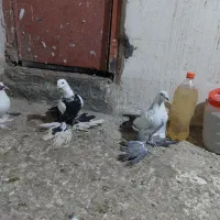 کبوتر الوان کومور گویروخ،ساری کوینح،کاغذی،دوکت،قره