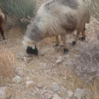 میش شیشک|حیوانات مزرعه|ارژن, |دیوار