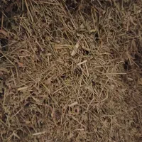 خاردانه دار نرم