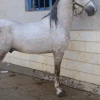 اسب ترکی|اسب و تجهیزات اسب‌سواری|اردکان, |دیوار