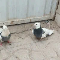 کفتر