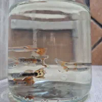 ماهی،گوپی