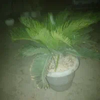 گلدان