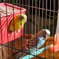 مرغ عشق مولد