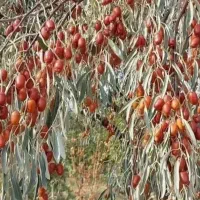 نهال دوساله مراغه|خدمات باغبانی و درختکاری|مراغه, |دیوار