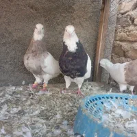 طوقی