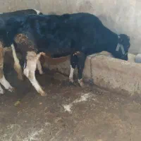 گوساله هلشتاین ماده