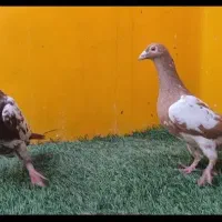 انواع کفتر جهرم