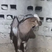 نری سرمست پچی|حیوانات مزرعه|بندرعباس, |دیوار