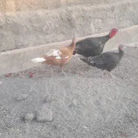 بوقلمون‌‌‌‌.کفتر‌.مرغ‌‌‌‌.جوجه‌بوقلمون‌