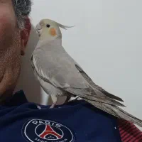 عروس هلندی دستی