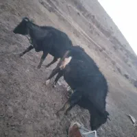 4عدد گاو|حیوانات مزرعه|ماهنشان, |دیوار