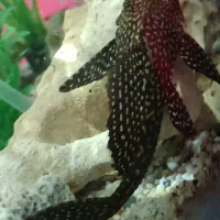 ماهی لجن خوار اسپرت