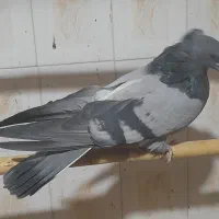 کبوتر سبز کاکلی پشت قنار|پرنده|مهدی شهر, |دیوار