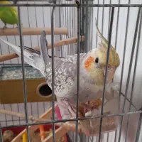 عروس هلندی و مرغ عشق