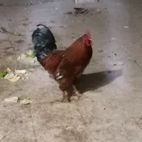 خروس جوان