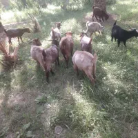 گوسفند فروشی