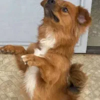 سگ پا کوتاه|سگ|مرند, |دیوار