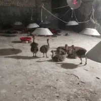 جوجه شترمرغ