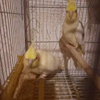 عروس هلندی زعفرانی با پنج تا جوجه و لوازم