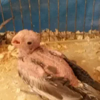 جوجه سرلاکی عروس علندی