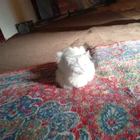 گربه پرشین واسکاتیش