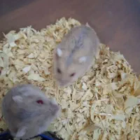 همستر کمپل  گلد چشم شرابی