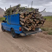 چوب و درخت