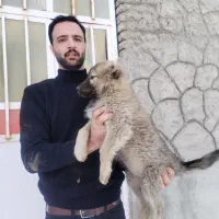 سگ سرابی اصیل|سگ|خسروشاه, |دیوار