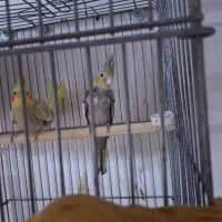 عروس هلندی جوجه|پرنده|فشاپویه, |دیوار