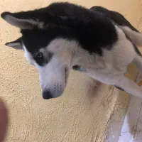 سگ هاسکی قیمت مناسب|سگ|سهند, |دیوار