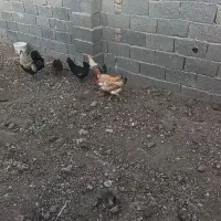 خروس و مرغ محلی