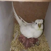 جفت مرغ عشق پروانه ای آلبینو مولد