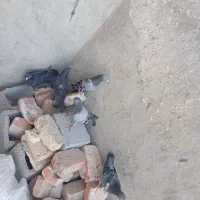 کبوتر فروشی