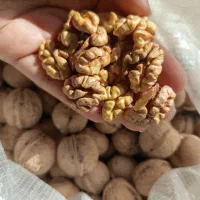 گردوی مغز سفید روغنی خوشمزه