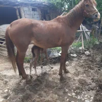 حیوان مزرعه